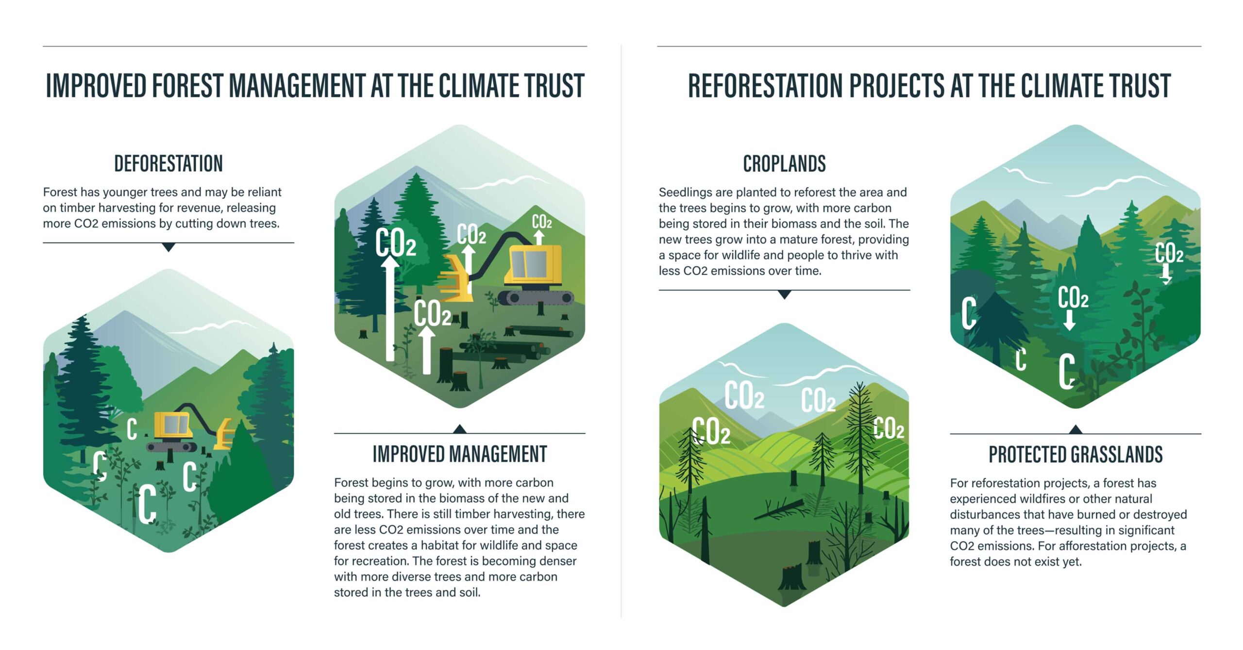 Climate-Trust-Improved-Forest-Management-Reforestation-Project-Explainer@2x@2x